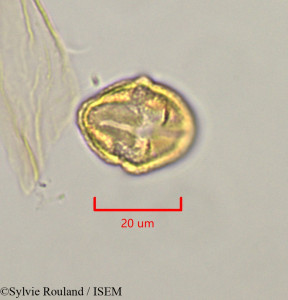 Strephonema mannii - lame n° 47335
