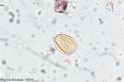 Sylvie.Rouland/Striga_densiflora_5779/Striga_densiflora_5779_0001(copy)_thumb.jpg