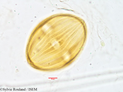 Strobilanthes kunthianus - lame n° 3818