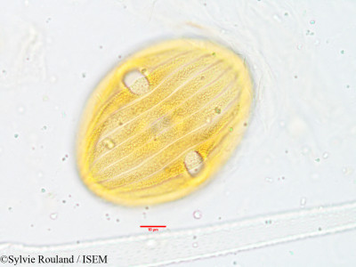 Strobilanthes kunthianus - lame n° 3818