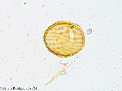Strobilanthes kunthianus - lame n° 3818