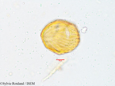 Strobilanthes kunthianus - lame n° 3818