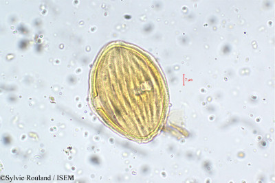 Strobilanthes kunthianus - lame n° 5756