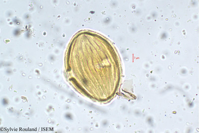 Strobilanthes kunthianus - lame n° 5756