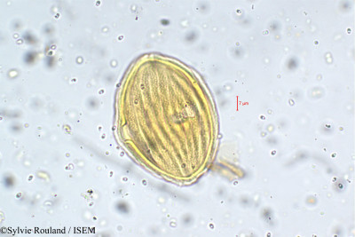 Strobilanthes kunthianus - lame n° 5756