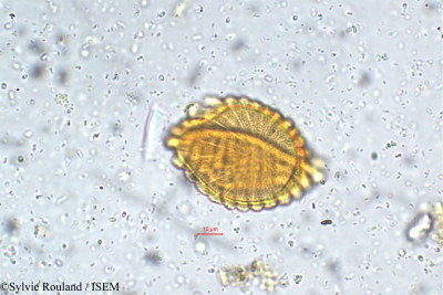 Strobilanthes kunthianus - lame n° 5756