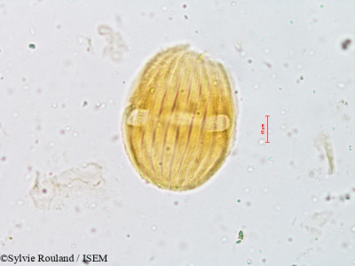 Strobilanthes micranthus - lame n° 4920