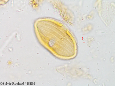 Strobilanthes micranthus - lame n° 4920