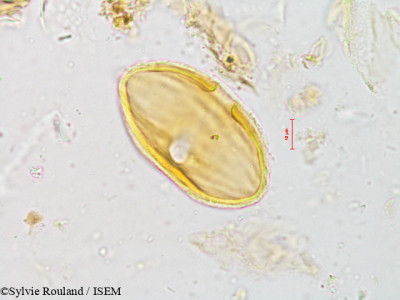 Strobilanthes micranthus - lame n° 4920