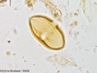 Strobilanthes micranthus - lame n° 4920