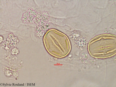 Sylvie.Rouland/Strongylodon_madagascariensis_2816/Strongylodon_madagascariensis_2816_0001(copy)_thumb.jpg