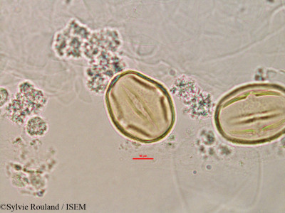 Strongylodon madagascariensis - lame n° 2816