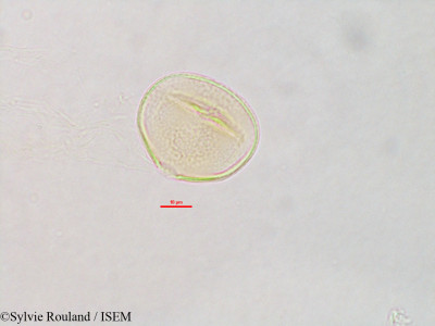Strongylodon madagascariensis - lame n° 2816