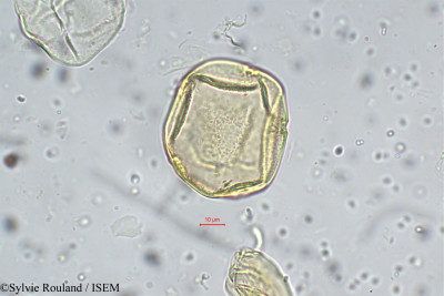 Sylvie.Rouland/Strophanthus_gratus_5547/Strophanthus_gratus_5547_0001(copy)_thumb.jpg