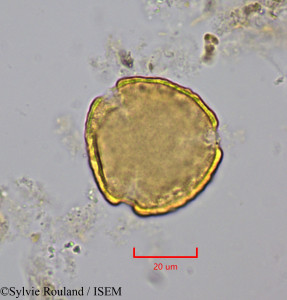 Strychnos cinnamomifolia - lame n° 2015