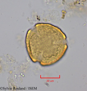 Strychnos cinnamomifolia - lame n° 2015
