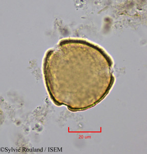 Strychnos cinnamomifolia - lame n° 2015