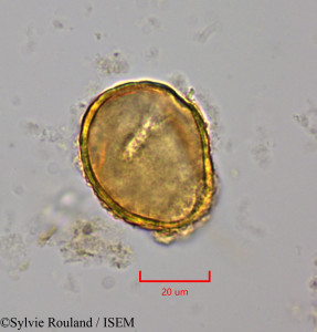 Strychnos cinnamomifolia - lame n° 2015