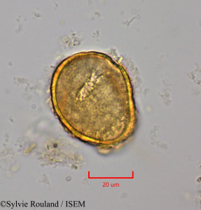 Strychnos cinnamomifolia - lame n° 2015