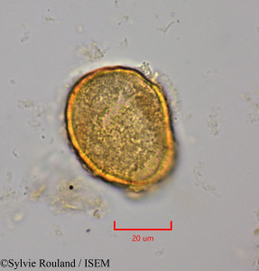 Strychnos cinnamomifolia - lame n° 2015