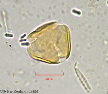 Sylvie.Rouland/Strychnos_densiflora_881/Strychnos_densiflora_881_0001(copy)_thumb.jpg