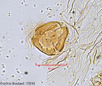 Sylvie.Rouland/Strychnos_ngouniensis_882/Strychnos_ngouniensis_882_0001(copy)_thumb.jpg