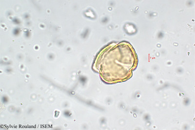 Sylvie.Rouland/Strychnos_nux-vomica_5770/Strychnos_nux-vomica_5770_0001(copy)_thumb.jpg