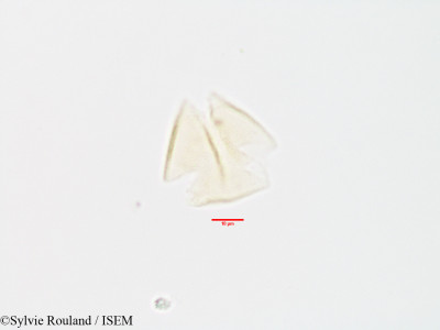 Strychnos spinosa - lame n° 3200