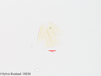 Strychnos spinosa - lame n° 3200