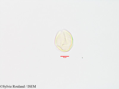 Strychnos spinosa - lame n° 3200