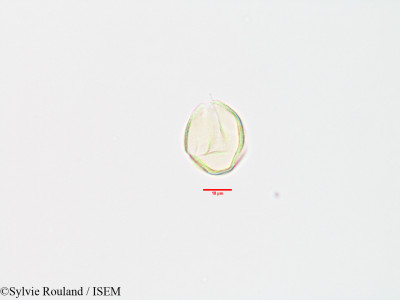 Strychnos spinosa - lame n° 3200