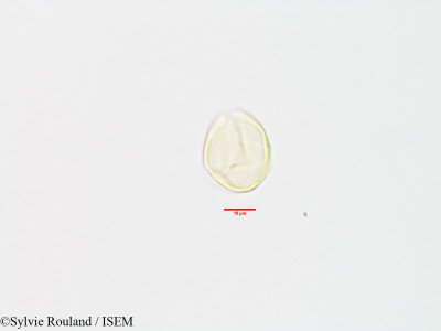 Strychnos spinosa - lame n° 3200