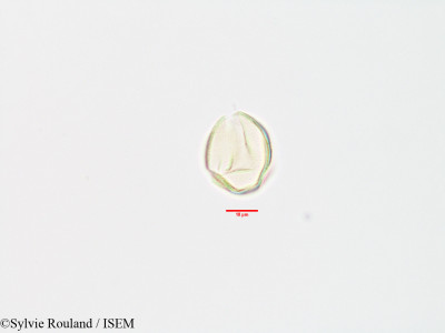 Strychnos spinosa - lame n° 3200