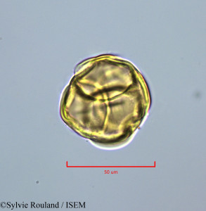 Sylvie.Rouland/Styphelia_albicans_47225/Styphelia_albicans_47225_0001(copy)_thumb.jpg