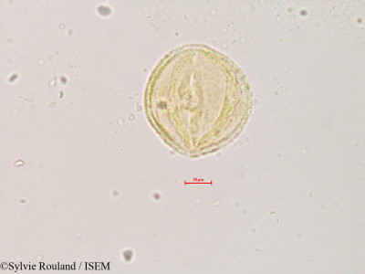 Styrax officinalis - lame n° 4233