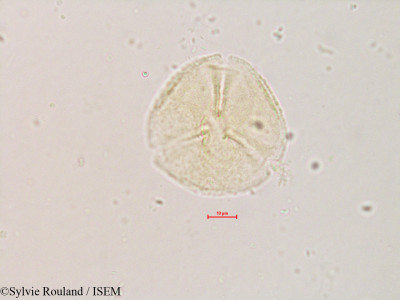 Styrax officinalis - lame n° 4233