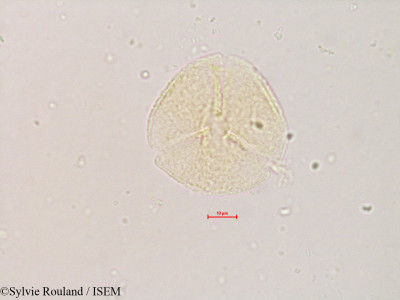 Styrax officinalis - lame n° 4233