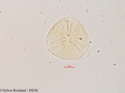 Styrax officinalis - lame n° 4233