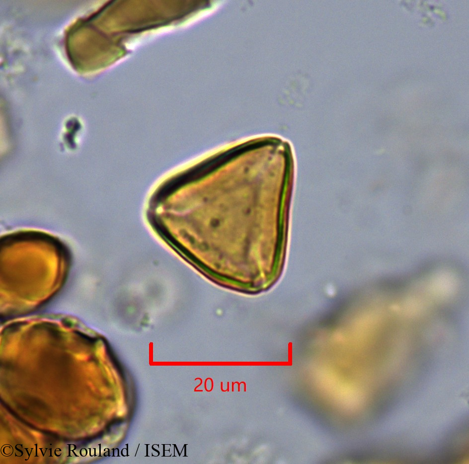 Sylvie.Rouland/Suriana_maritima_1754/Suriana_maritima_1754_0004(copy).jpg
