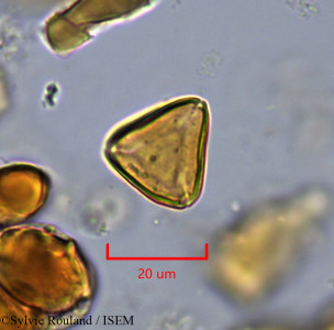 Suriana maritima - lame n° 1754