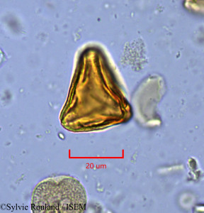 Suriana maritima - lame n° 1754