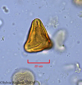 Suriana maritima - lame n° 1754