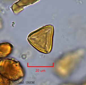 Suriana maritima - lame n° 1754
