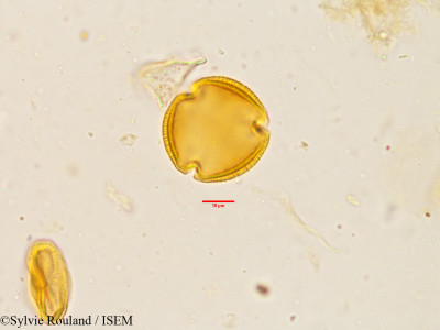 Sylvie.Rouland/Swertia_corymbosa_3910/Swertia_corymbosa_3910_0001(copy)_thumb.jpg