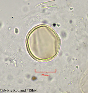 Sylvie.Rouland/Swertia_perennis_1778/Swertia_perennis_1778_0001(copy)_thumb.jpg