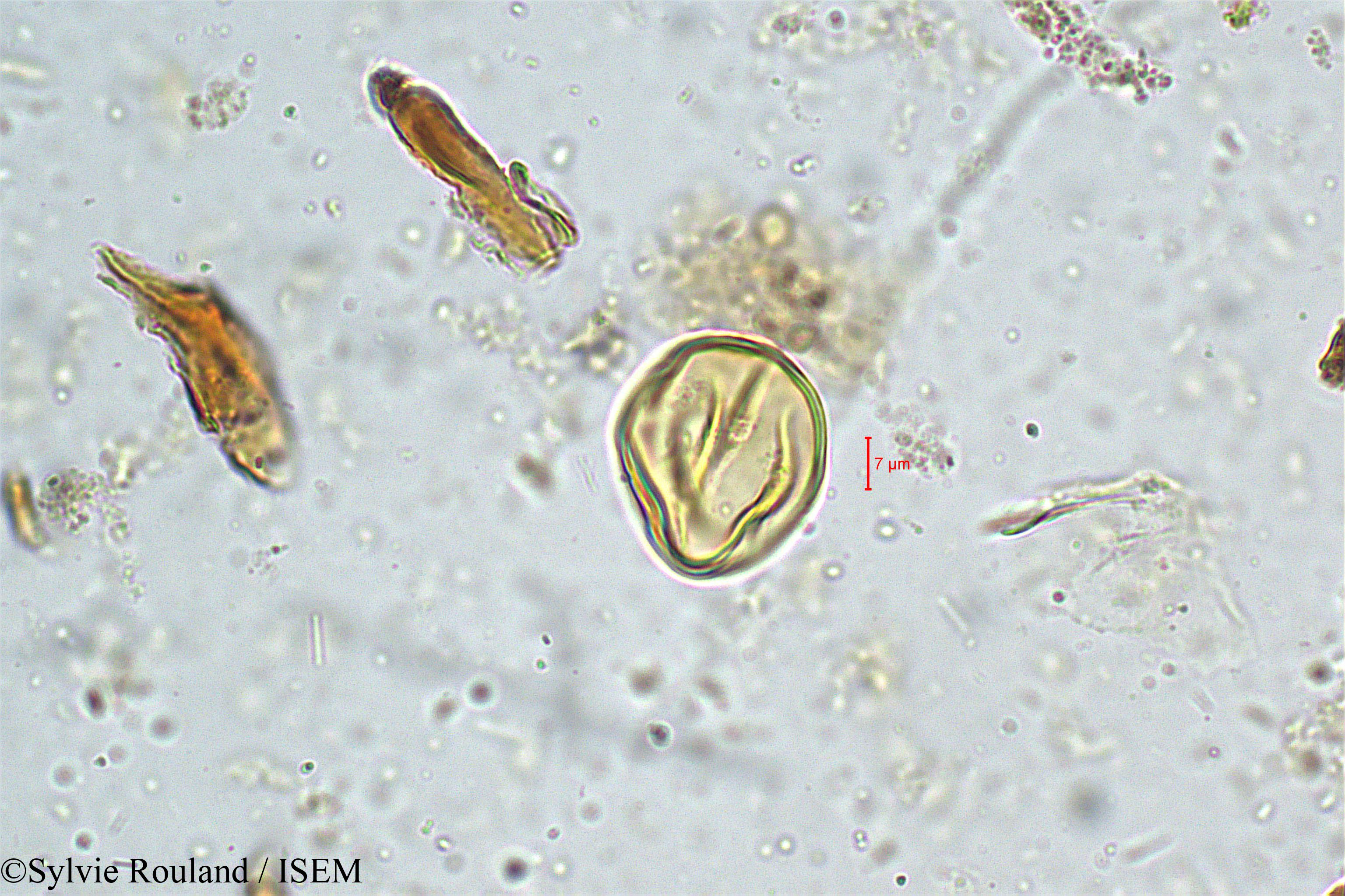 Sylvie.Rouland/Swietenia_macrophylla_5019/Swietenia_macrophylla_5019_0002(copy).jpg