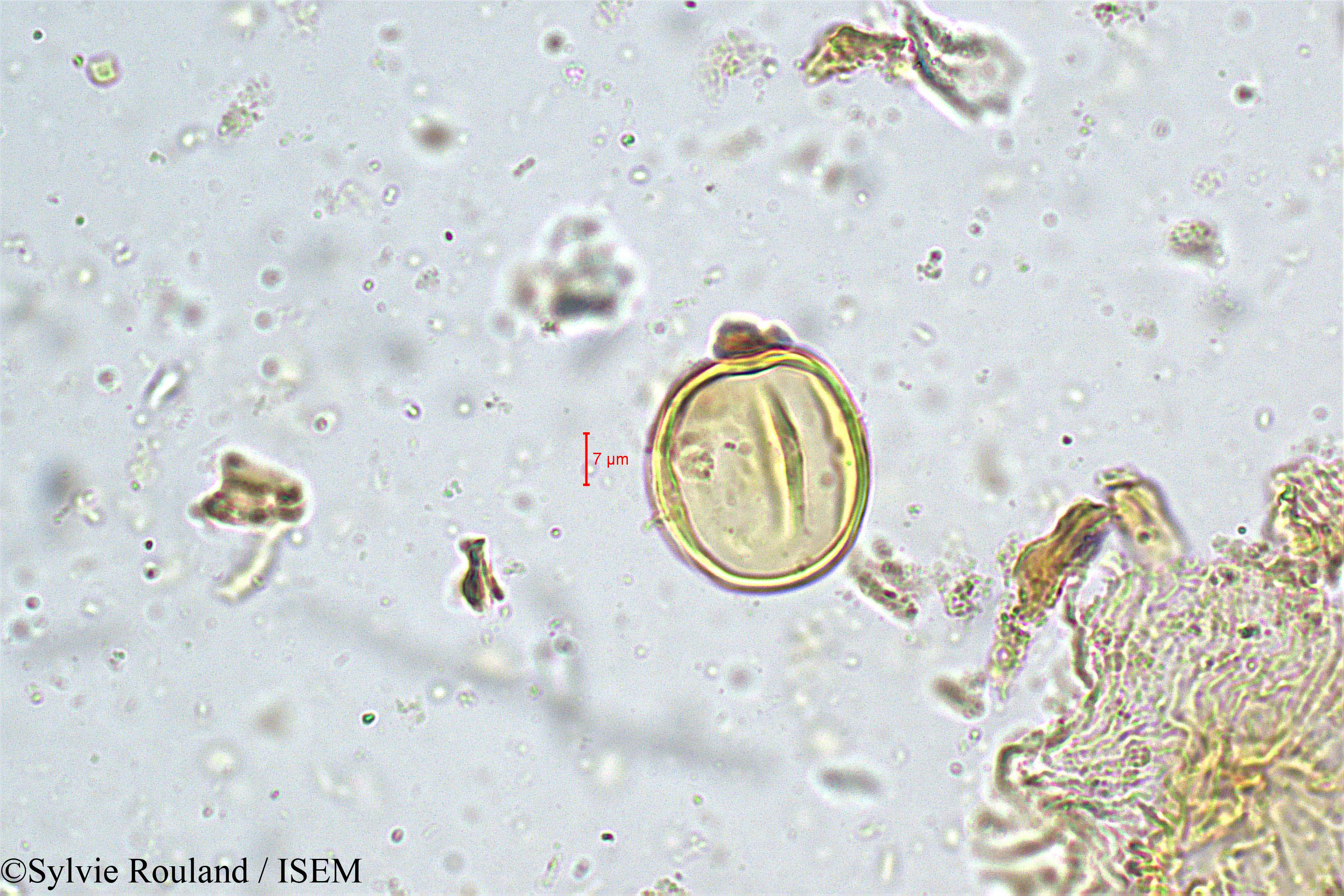 Sylvie.Rouland/Swietenia_macrophylla_5019/Swietenia_macrophylla_5019_0004(copy).jpg