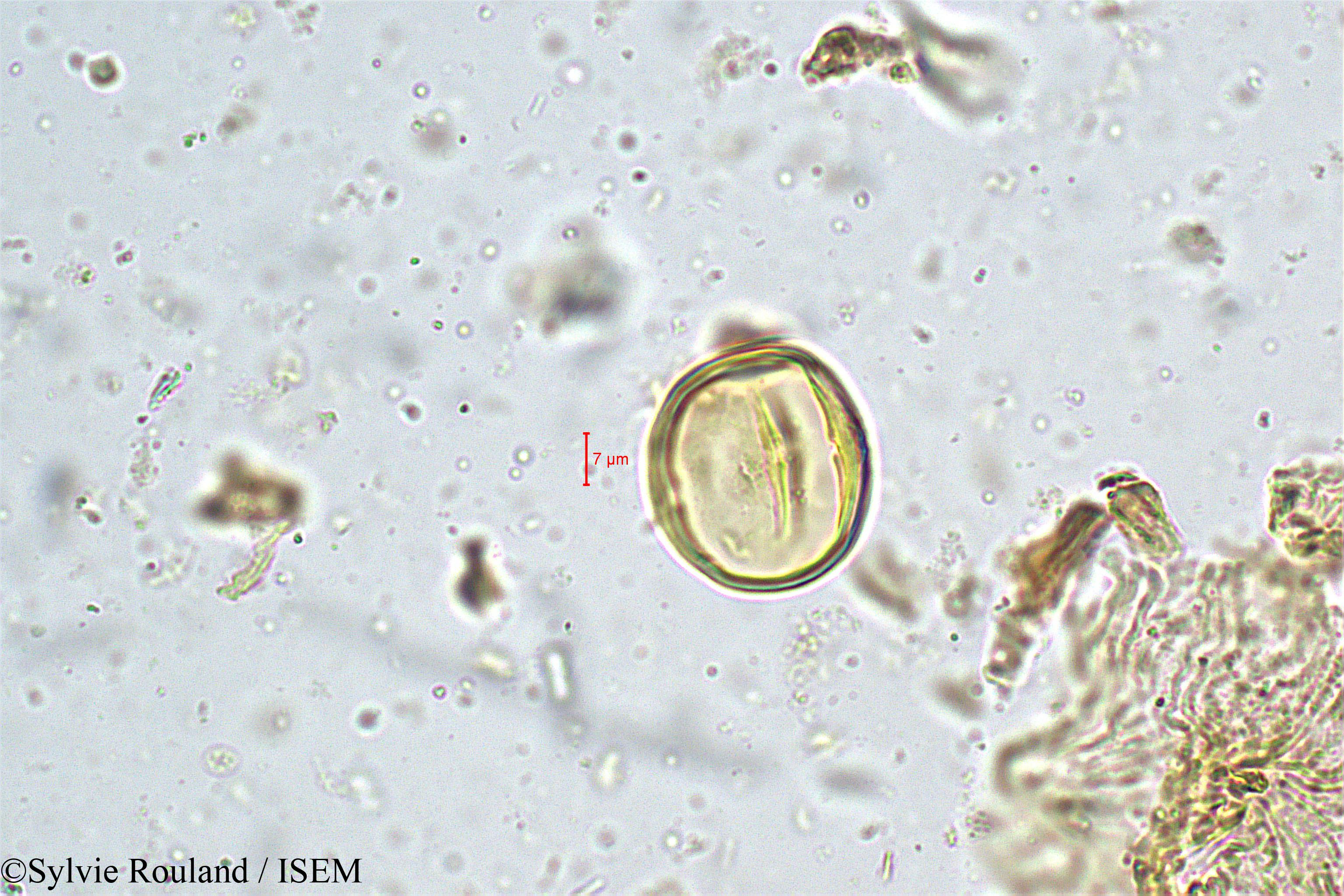 Sylvie.Rouland/Swietenia_macrophylla_5019/Swietenia_macrophylla_5019_0005(copy).jpg