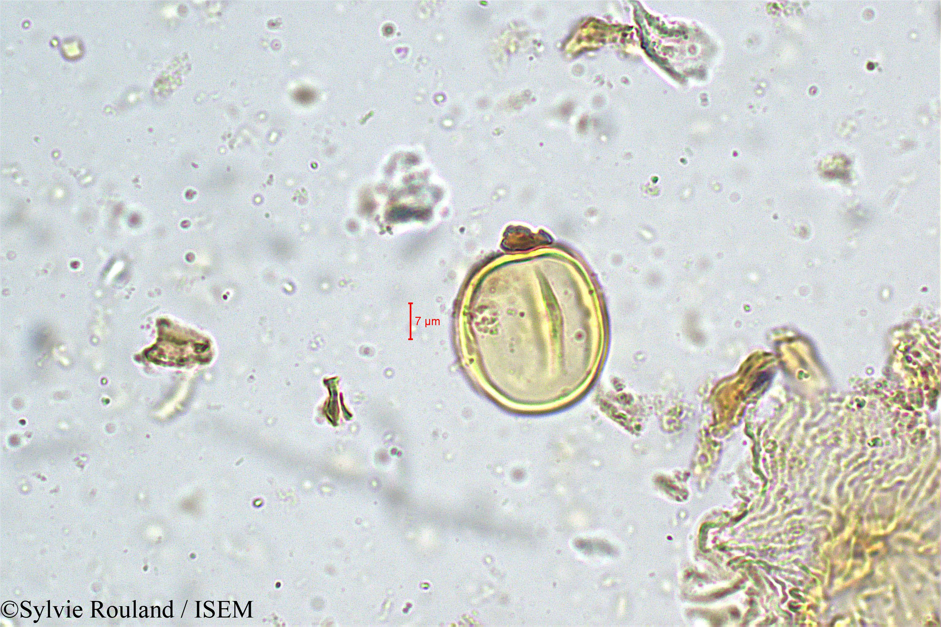Sylvie.Rouland/Swietenia_macrophylla_5019/Swietenia_macrophylla_5019_0006(copy).jpg