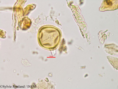 Swintonia pierrei - lame n° 340